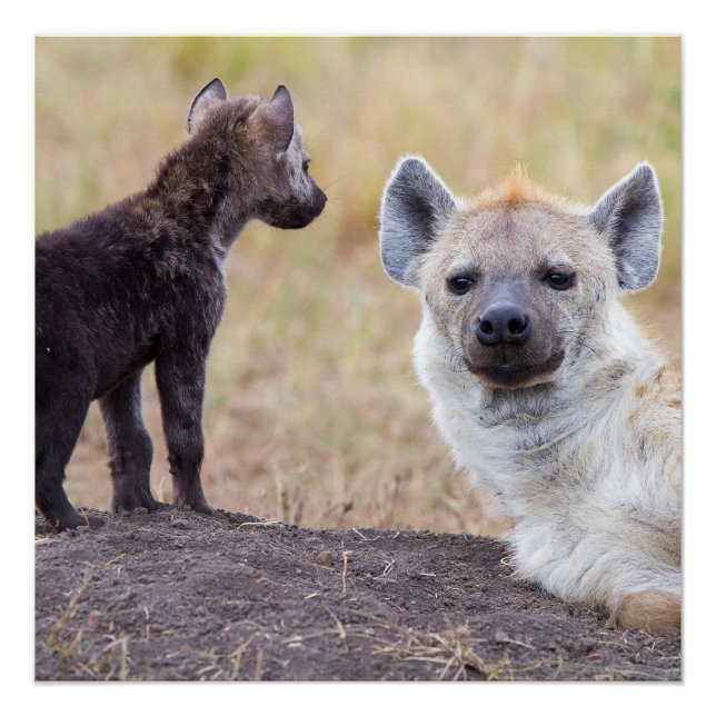 Hyena with young one poster (Front)