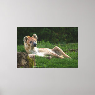 Hyena's Bliss Capturing Nature's Smiles Canvas Print
