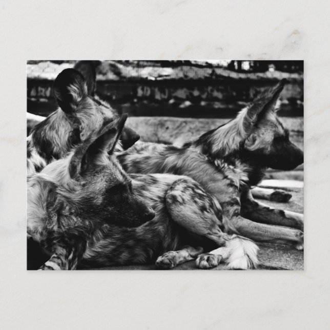 Hyenas Postcard (Front)