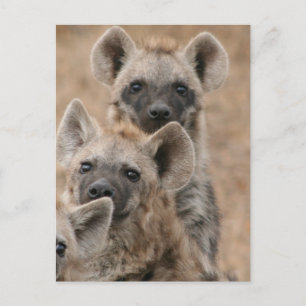 Hyenas Postcard