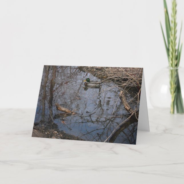 "Hyland Lake Mallard #2" Thank You Card (Front)