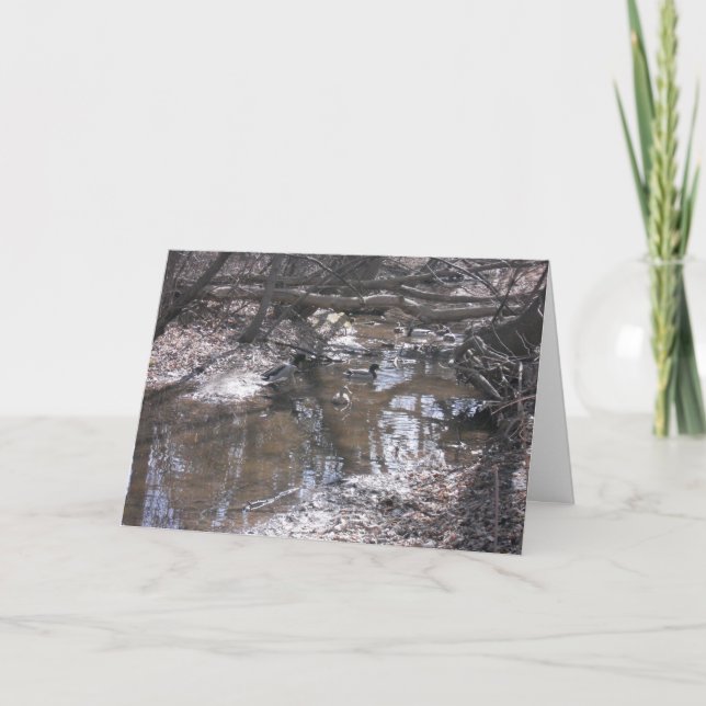 "Hyland Lake Mallards" Thank You Card (Front)