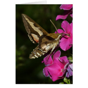 Hyles gallii