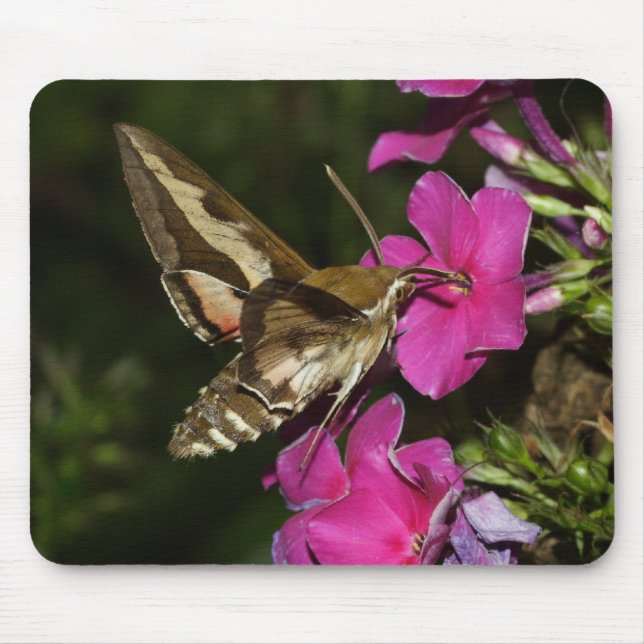 Hyles gallii mouse mat (Front)