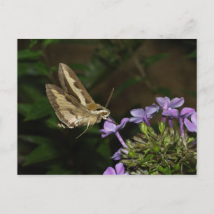 Hyles gallii postcard