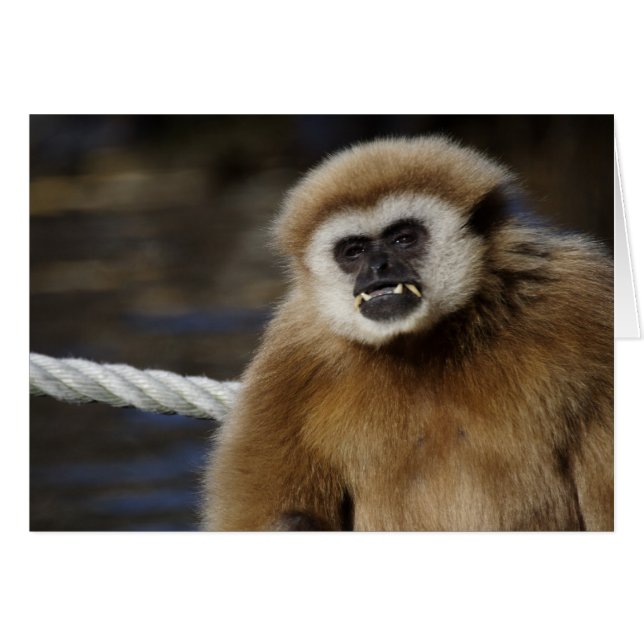 Hylobates lar (Front Horizontal)