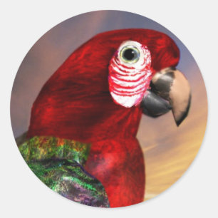 HYPER PARROTS / RED ARA CLASSIC ROUND STICKER