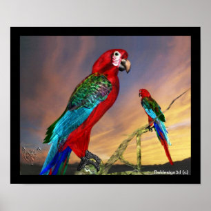 HYPER PARROTS / RED ARA POSTER