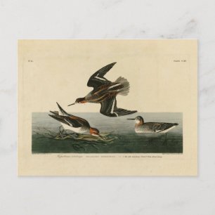 Hyperborean phalarope - Audubon's Birds of America Postcard