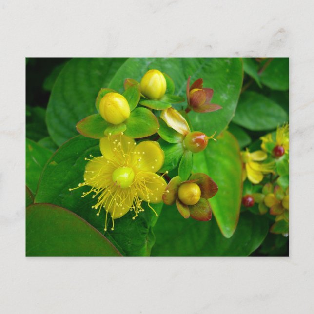 Hypericum Androsaemon 02 Postcard (Front)