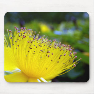 Hypericum Calcyinum Mouse Mat
