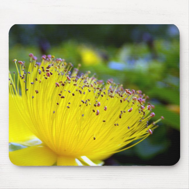 Hypericum Calcyinum Mouse Mat (Front)