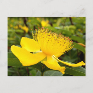 Hypericum Calcyinum Postcard