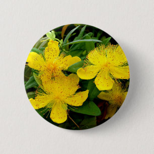 Hypericum calycinum Badge