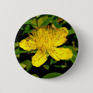 Hypericum calycinum Badge