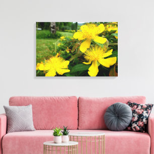 Hypericum calycinum canvas print