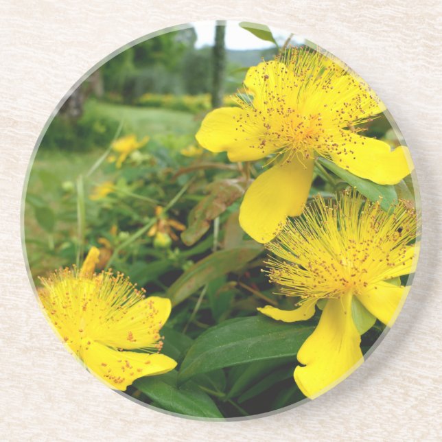 Hypericum calycinum coaster (Front)