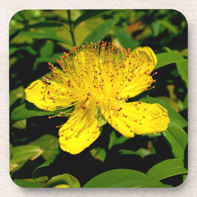 Hypericum calycinum coaster (Front)