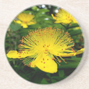 Hypericum calycinum coaster