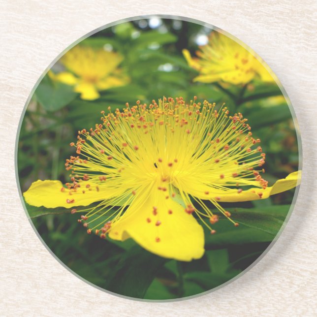Hypericum calycinum coaster (Front)