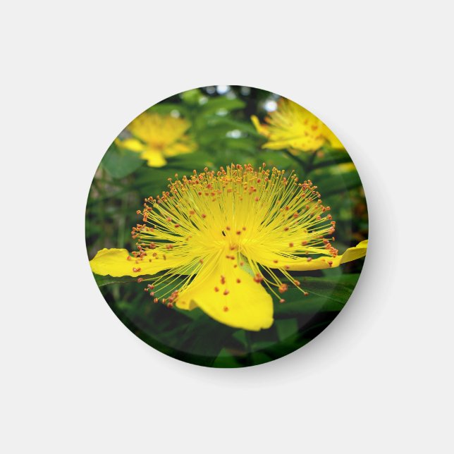Hypericum calycinum magnet (Front)