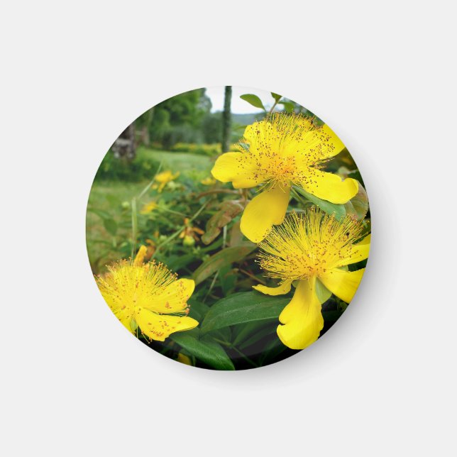 Hypericum calycinum magnet (Front)