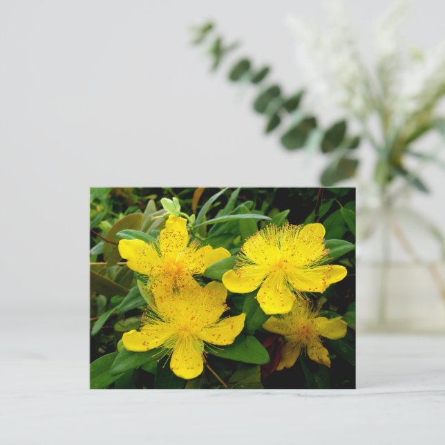 Hypericum calycinum postcard (Standing Front)