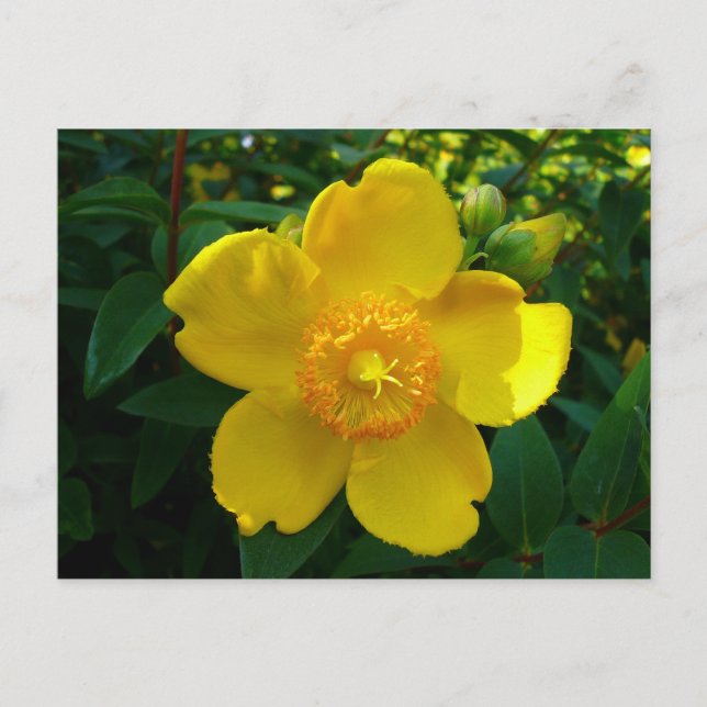 Hypericum Hidcote Postcard (Front)