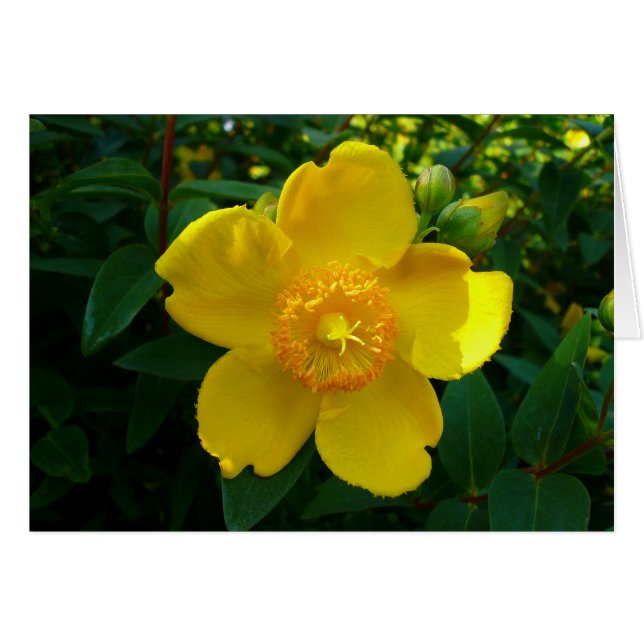Hypericum Hidcote (St. John's Wort) (Front Horizontal)