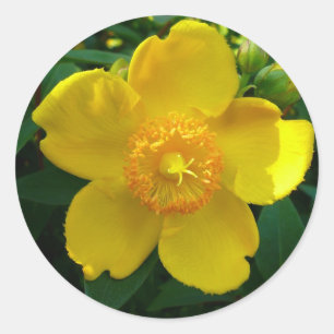 Hypericum Hidcote (St. John's Wort) Classic Round Sticker