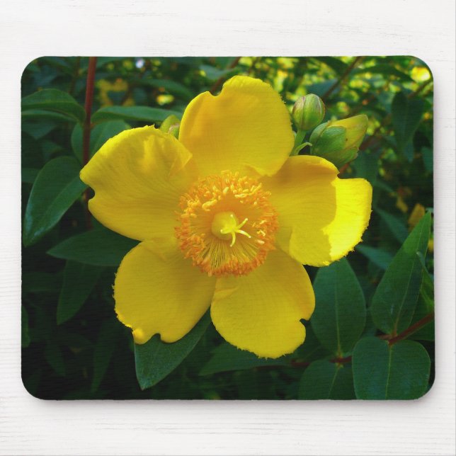 Hypericum Hidcote (St. John's Wort) Mouse Mat (Front)