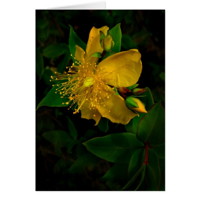 Hypernium (Front)