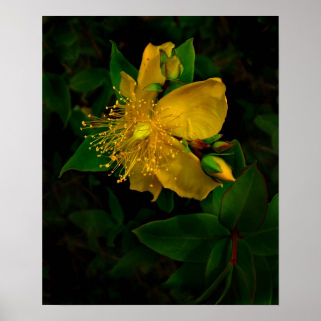 Hypernium-Flowers of the Mind Poster (Front)