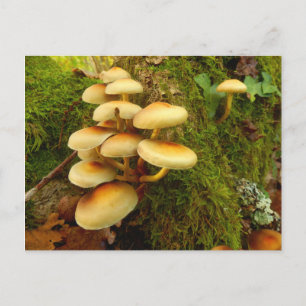 Hypholoma fasciculare Mushroom Postcard