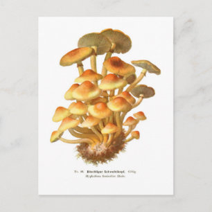 Hypholoma fasciculare postcard