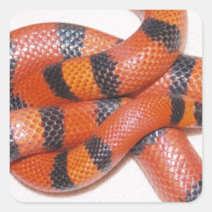 Hypo Honduran Milk Snake Milksnake Square Sticker