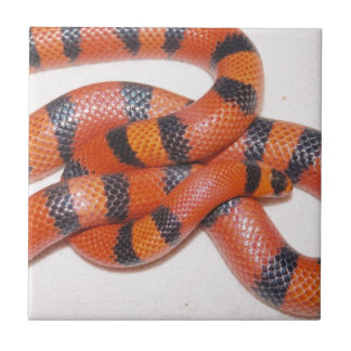 Hypo Honduran Milk Snake Milksnake Tile