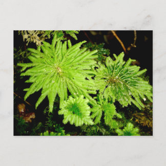 Hypopterygium arbuscula (Frogs' Umbrella Moss) Postcard