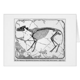 Hyracotherium venticolum art card