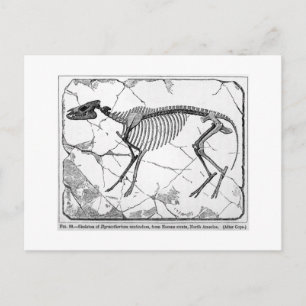 Hyracotherium venticolum art postcard