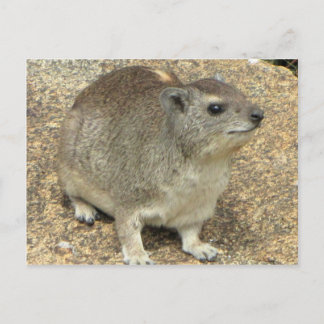 Hyrax Postcard