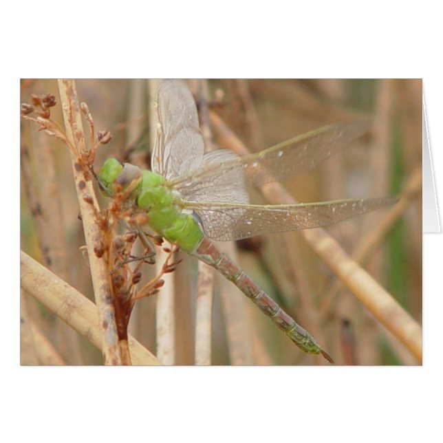 I1 Green Dragonfly (Front Horizontal)