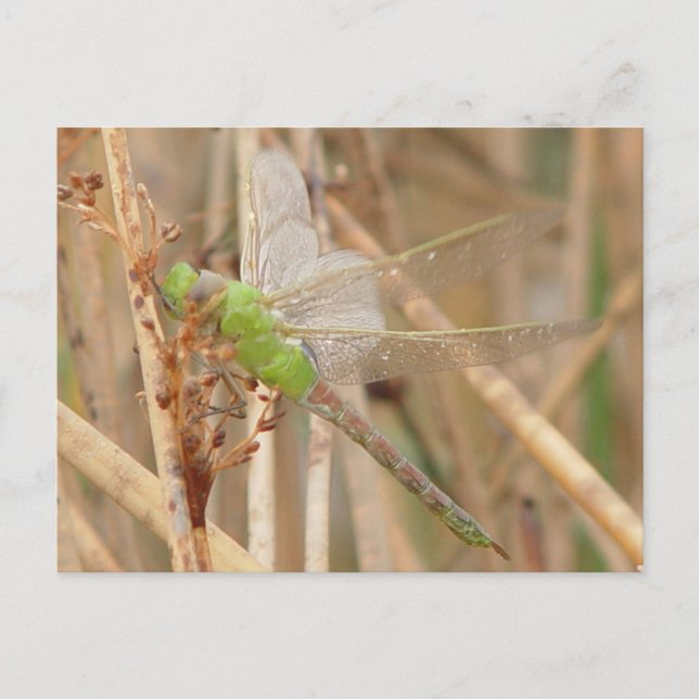 I1 Green Dragonfly Postcard (Front)