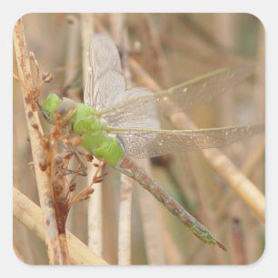 I1 Green Dragonfly Square Sticker
