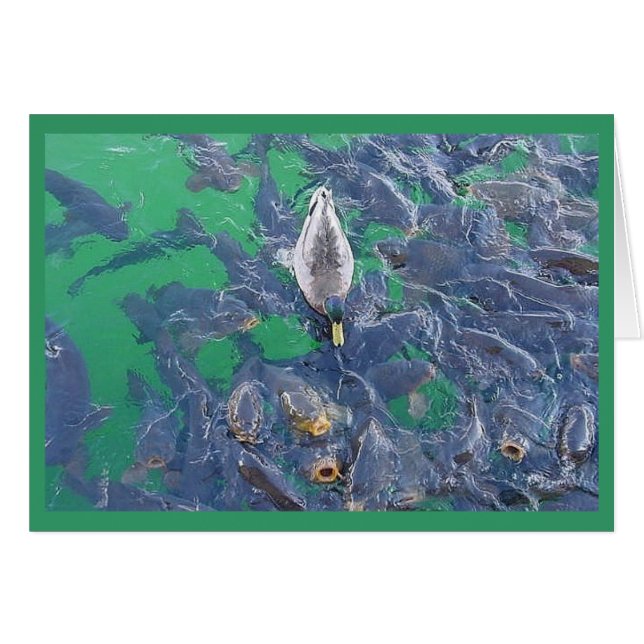 I am a fish... (Front Horizontal)