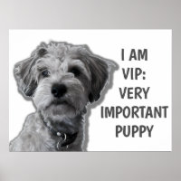 I am a VIP: Very Important Puppy, cute dog