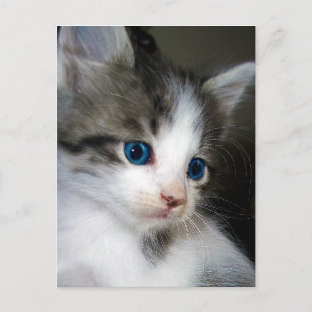 I AM CUTE FROM HEAD TO TOE POSTCARD (Front)