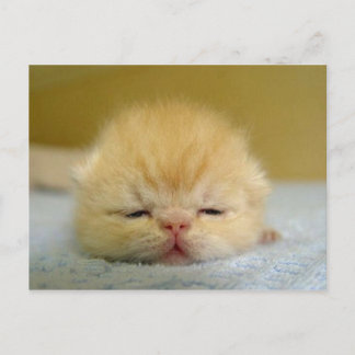 i am so sleepy baby! postcard