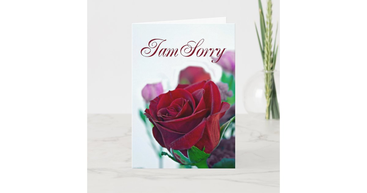 I am sorry card with a red rose Zazzle