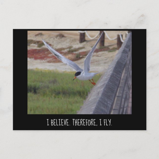 I Believe Therefore I Fly Postcard (Front)